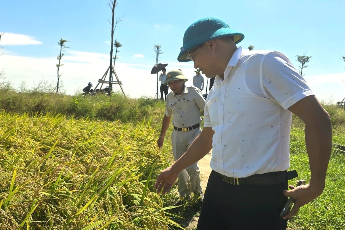 Đại diện Phòng Kinh tế, Hạ tầng và Đô thị phường Phù Liễn cùng bà con về xã Tiên Minh xem cánh đồng lúa Tẻ Nương Hà Giang để có kể hoạch sản xuất trong những vụ tới. Ảnh: Đinh Mười.