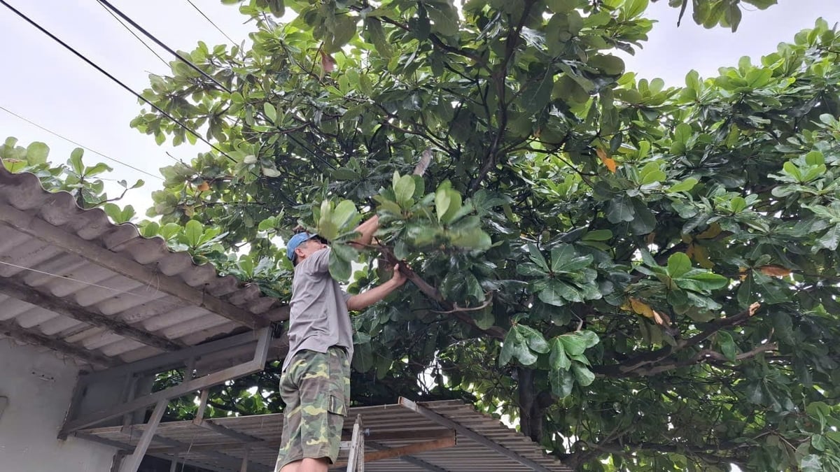 Mieszkańcy okręgu Phu Yen wycinają drzewa, aby zapobiec ich upadkowi w związku z burzą nr 13. Zdjęcie: Manh Hoai Nam. Người dân phường Phú Yên chặt tỉa cây xanh để phòng tránh đổ ngã để ứng phó bão số 13. Ảnh: Mạnh Hoài Nam.