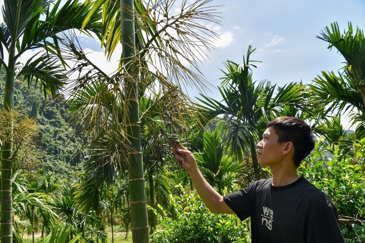 លោក ង្វៀន វ៉ាន់ហឿង កំពុងពិនិត្យមើលដើមសណ្តែកដីតៃវ៉ាន់ដែលត្រៀមរួចជាស្រេចសម្រាប់ការប្រមូលផល។ រូបថត៖ Duong Dinh Tuong។