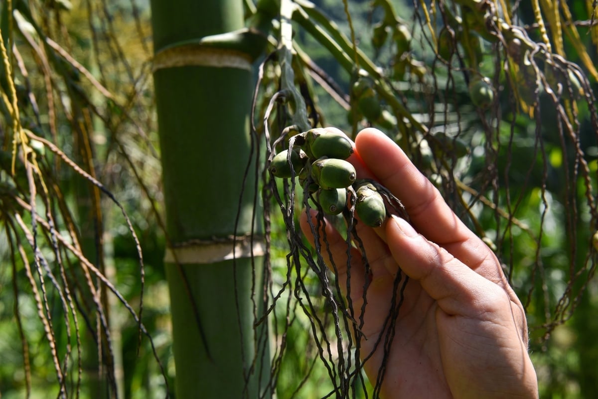 គ្រាប់ Areca តូចប៉ុនម្រាមដៃអាចប្រមូលផលបាន។ រូបថត៖ Duong Dinh Tuong។