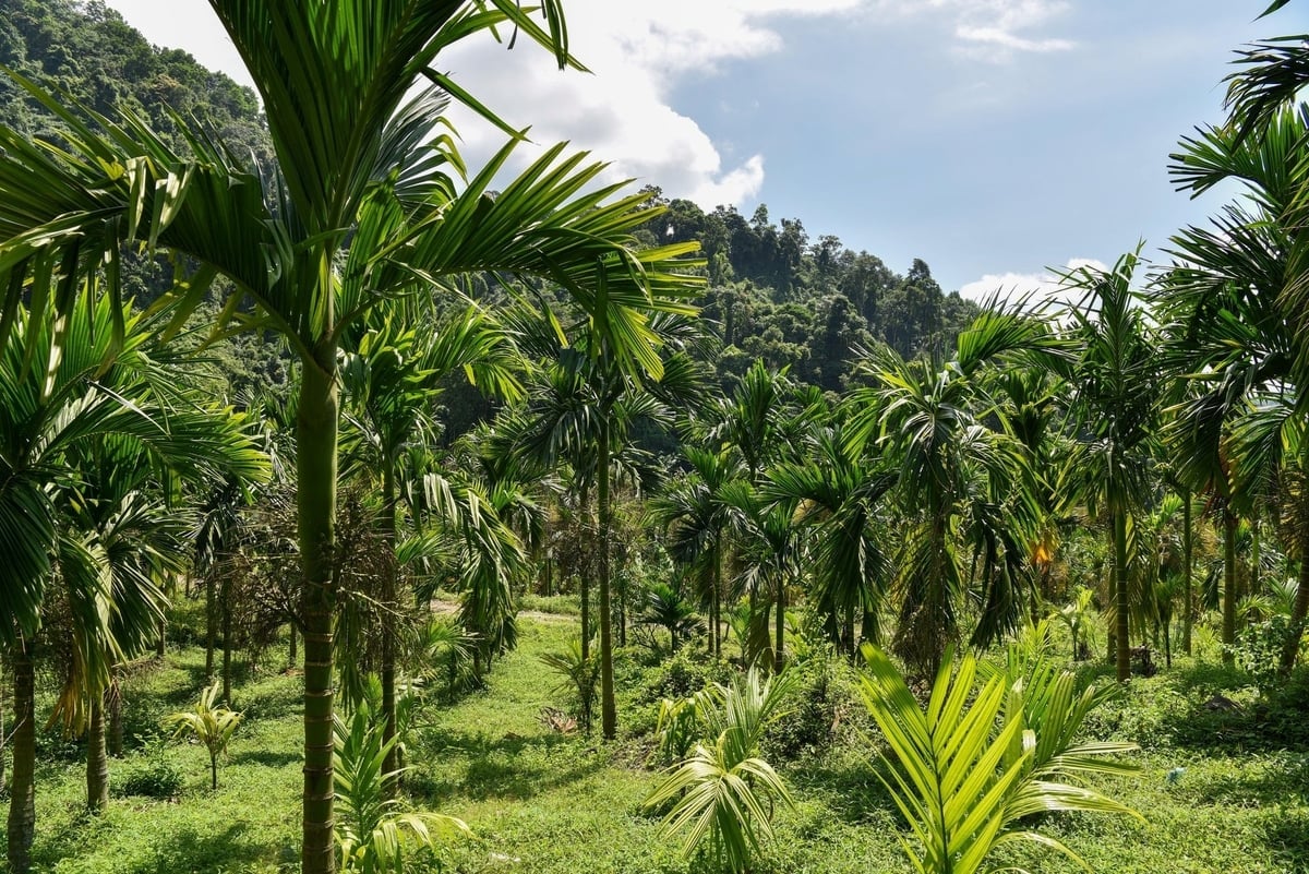 ដើមត្នោតត្រូវបានដាំជាជួរត្រួតគ្នាពីគ្នា 5 ឆ្នាំ ដូច្នេះបើវាខ្ពស់ពេក គេនៅតែអាចប្រមូលផលបាន ប្រសិនបើគេកាប់។ រូបថត៖ Duong Dinh Tuong។