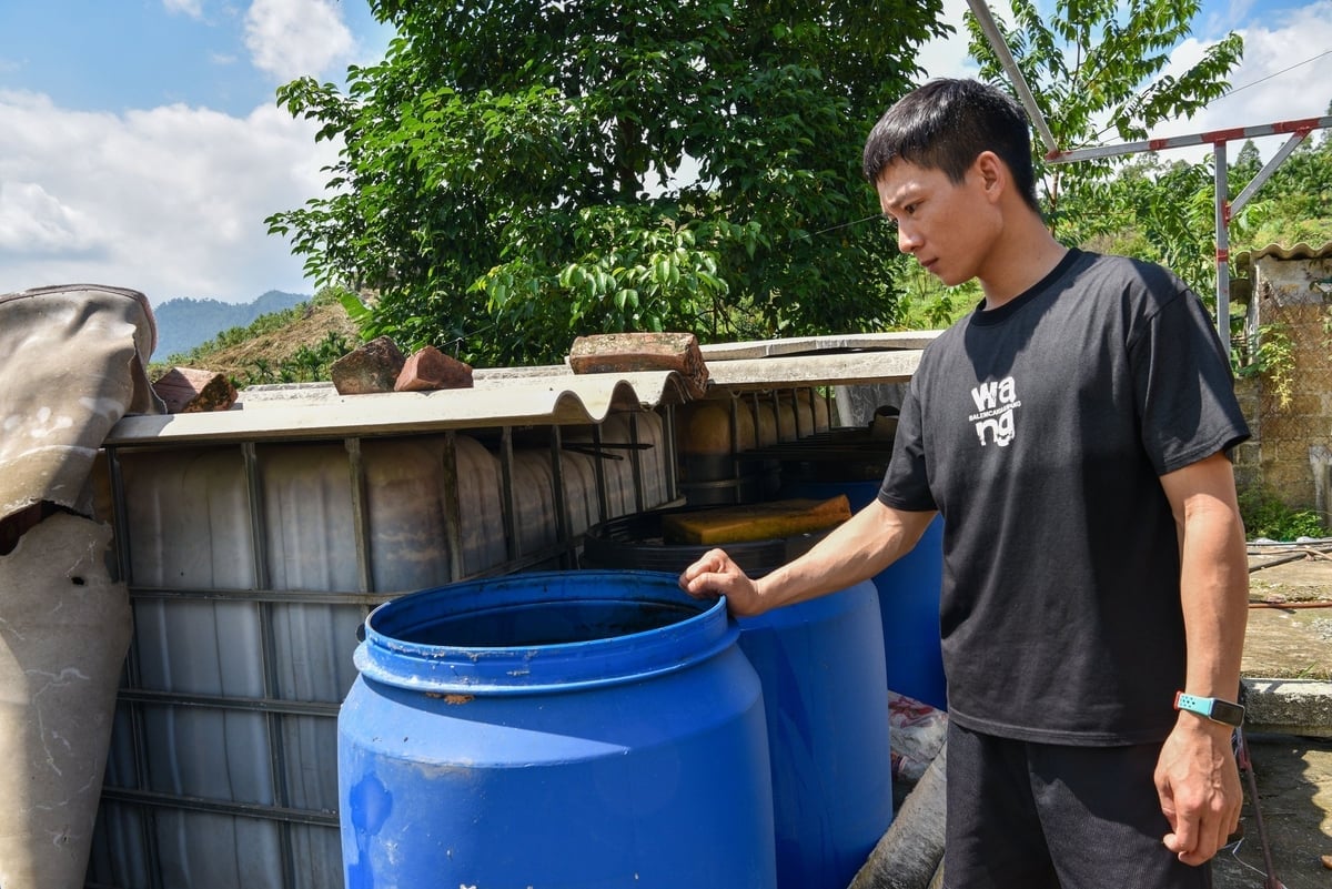 ធុង​ពង ទឹកដោះគោ និង​ចេក​ដើម្បី​ស្រោច​ទឹក​ដើម​ស្វាយ។ រូបថត៖ Duong Dinh Tuong។