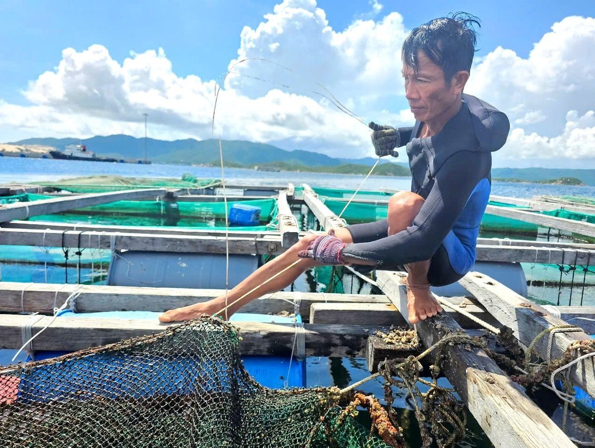 Bà con hối hả kéo lồng bè lên thu hoạch tôm, cá. Ảnh: Kim Sơ.