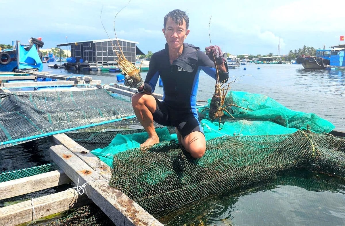 Anh Thiều Quang Khánh (48 tuổi) ở thôn Đầm Môn, xã Đại Lãnh cho biết, dù giá tôm có hạ thấp nhưng trước cơn bão lớn anh cũng thu hoạch tôm đạt kích cỡ thương phẩm. Ảnh: Kim Sơ.