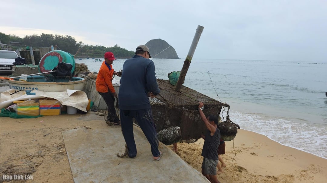 Balıkçılar kafesleri güvenli bir yere taşıyorlar.
