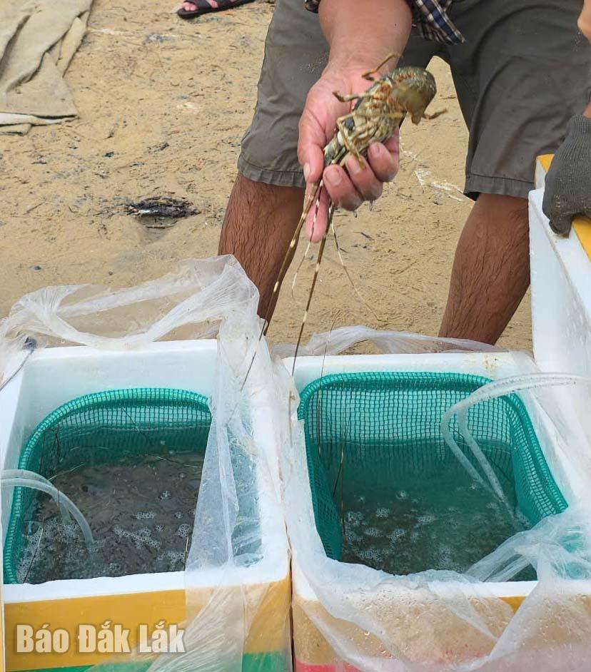 Istakozlar Dam Mon tarım alanına taşınmak üzere köpük kutulara aktarılıyor.