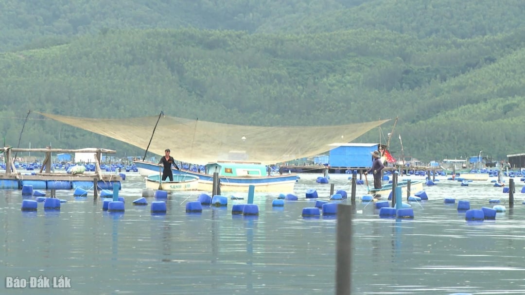 Song Cau Nehri'ndeki balıkçılar ıstakoz sallarını bağlıyor. Fotoğraf: Quoc Hoan