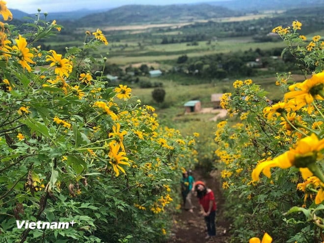 Тиждень диких соняшників - вулкан Чу Данг Я 2025