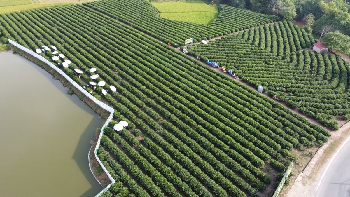 Vùng chè hữu cơ của HTX chè Hảo Đạt (xã Tân Cương). Ảnh: Quang Linh.