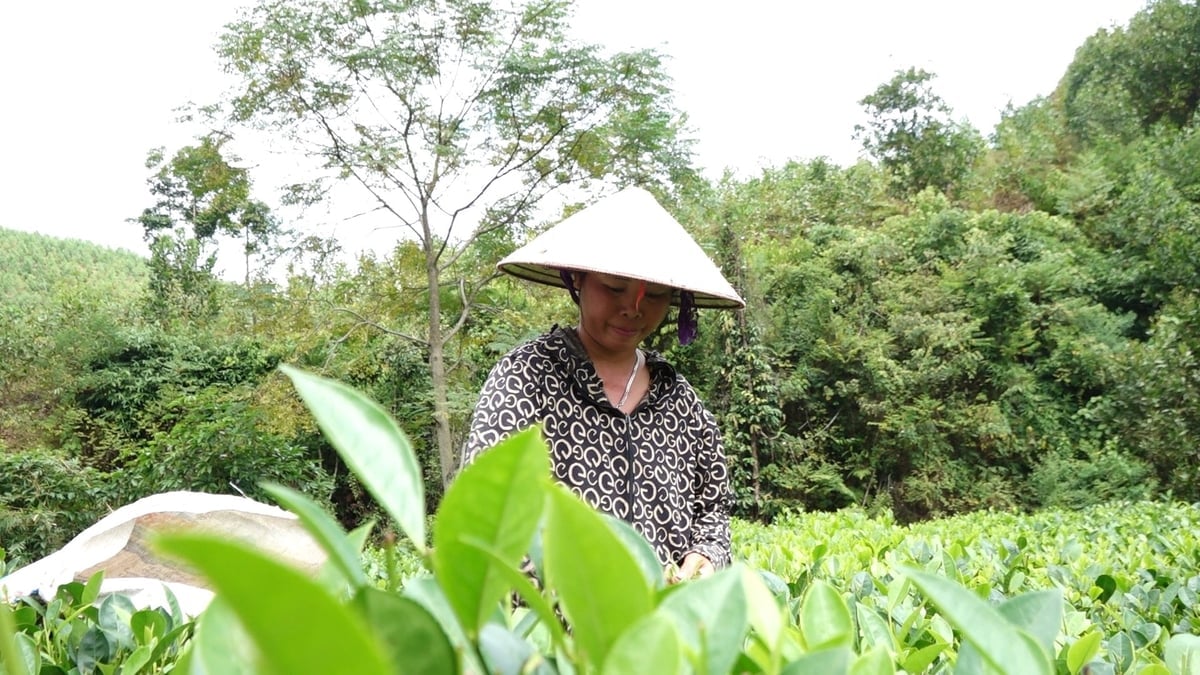 Các nghị quyết phát triển ngành chè tạo động lực lớn cho người dân. Ảnh: Quang Linh.