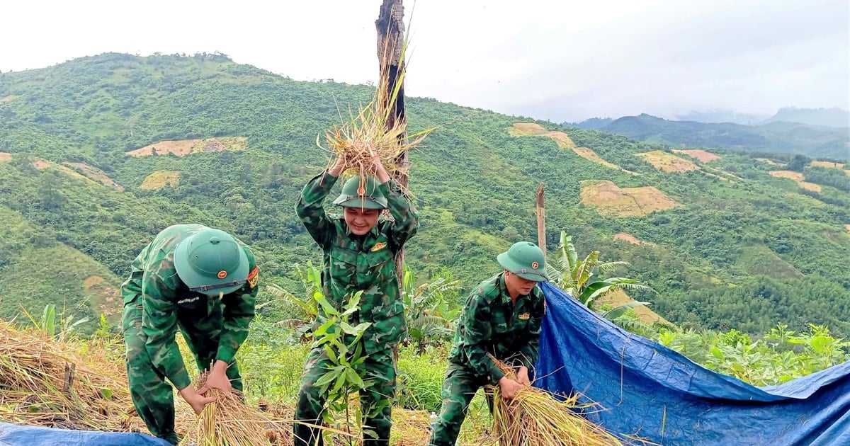 Lực lượng vũ trang và thanh niên miền núi giúp người dân thu hoạch lúa mùa