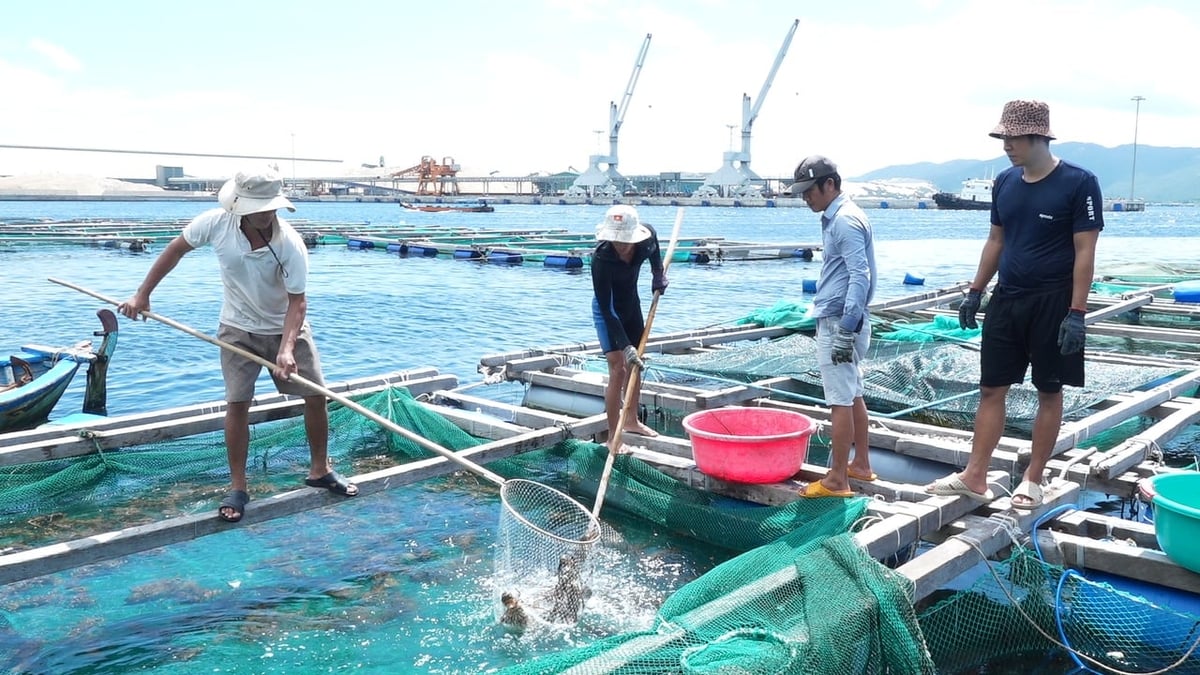 Nelayan Khanh Hoa bergegas memanen lobster sebelum badai menerjang daratan. Foto: Phuong Chi. Ngư dân Khánh Hòa hối hả thu hoạch tôm hùm trước khi bão đổ bộ. Ảnh: Phương Chi.