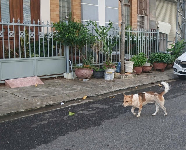 ករណីដង្កូវនាងឆ្កែជាច្រើនករណីនៅខេត្ត Khanh Hoa ប្រជាជនការពារយ៉ាងសកម្ម - រូបថត ១. Nhiều trường hợp ở Khánh Hòa bị sán chó, người dân chủ động phòng bệnh- Ảnh 1.