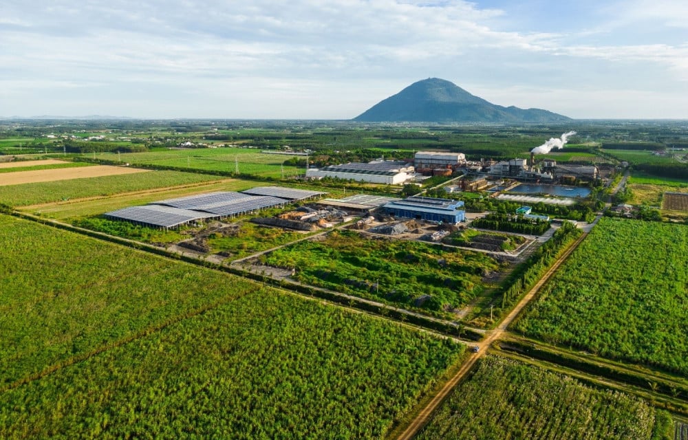 តំបន់អំពៅក្នុងតំបន់វត្ថុធាតុដើម AgriS Tay Ninh បន្តកើនឡើង