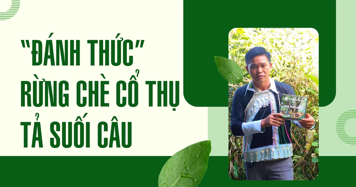 Đánh thức rừng chè cổ thụ Tả Suối Câu