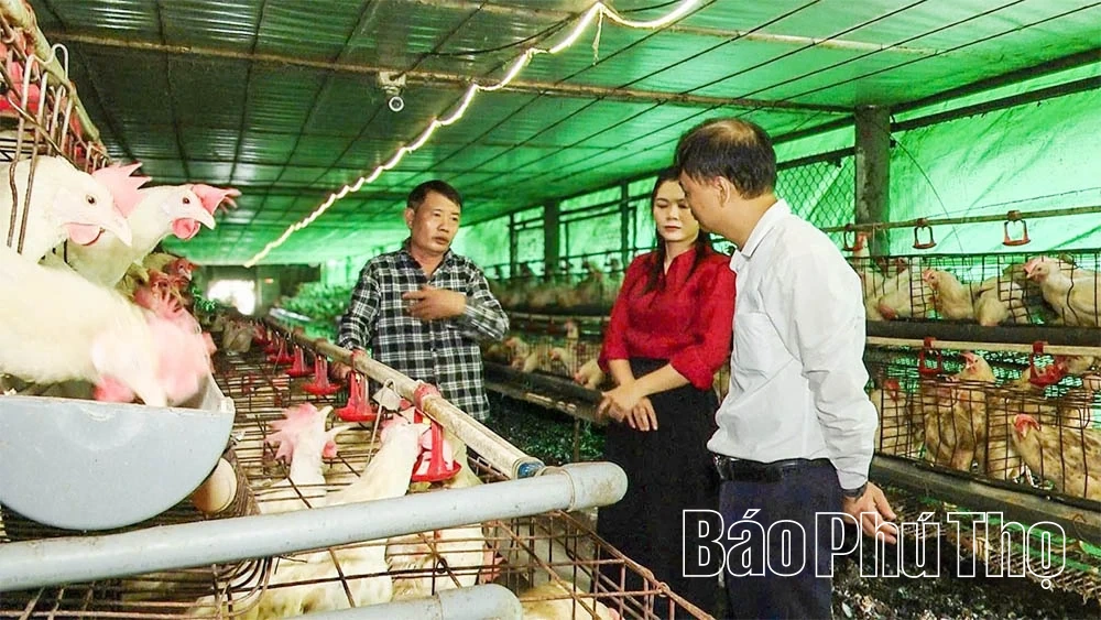 Get rich from high-tech egg-laying chicken farming model