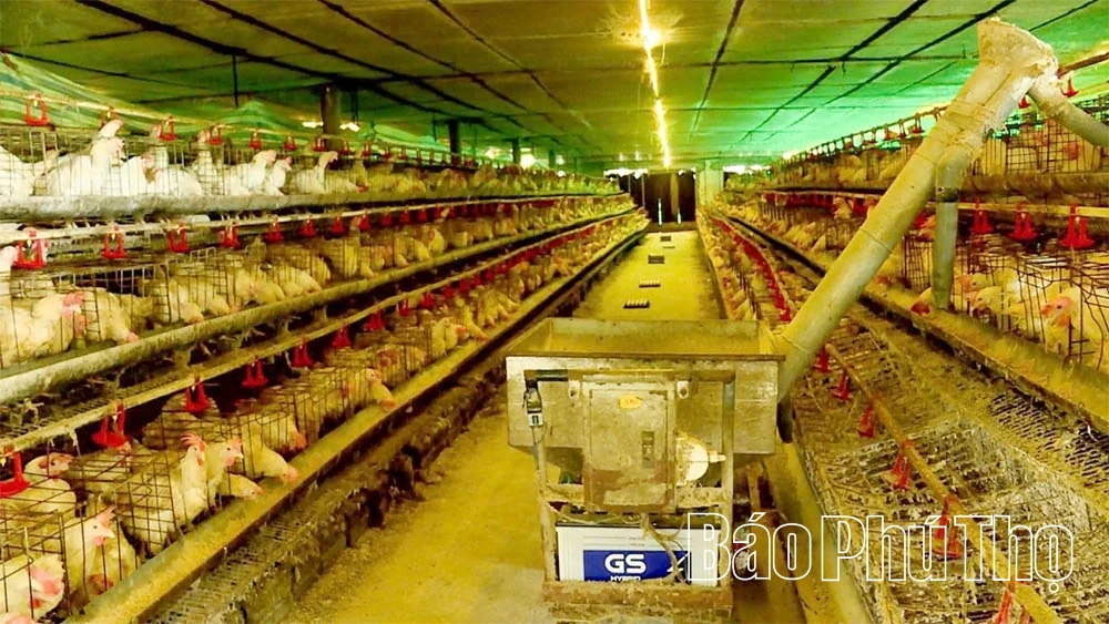 Get rich from high-tech egg-laying chicken farming model