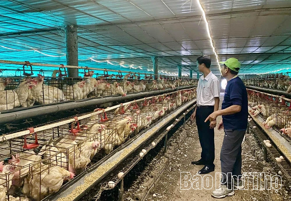 Get rich from high-tech egg-laying chicken farming model