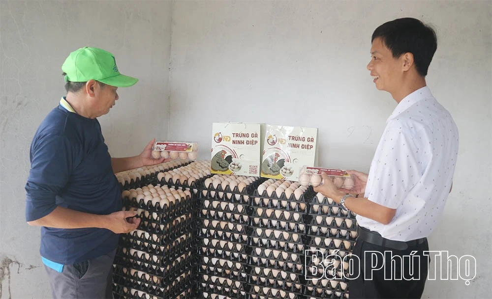 Get rich from high-tech egg-laying chicken farming model