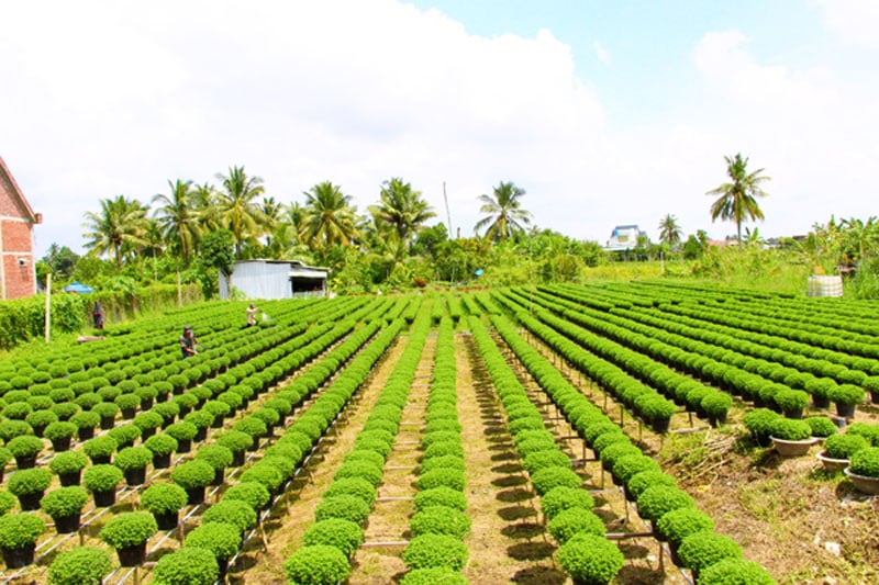 V celé provincii působí 14 družstev a 21 družstevních skupin v oblasti sazenic a okrasných květin, které se podílejí na hodnotovém řetězci produktů.