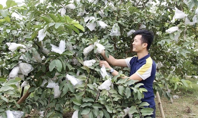 Ανάπτυξη της γεωργίας προς την παραγωγή βασικών προϊόντων, αύξηση των εισοδηματικών κριτηρίων στη νέα αγροτική ανάπτυξη
