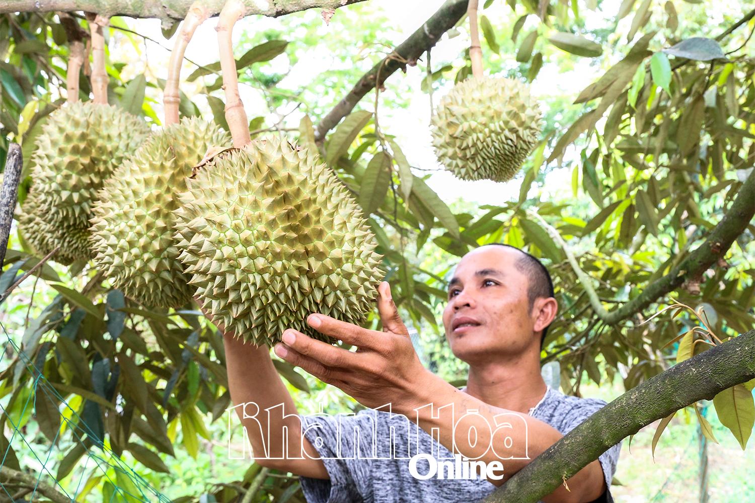 Sầu riêng đã mang lại thu nhập cao cho người dân xã Tây Khánh Sơn.