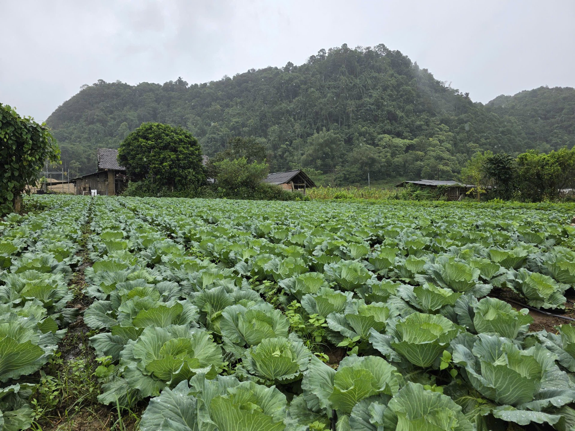 Ruộng bắp cải phát triển rất xanh tốt tại xã Quản Bạ (Tuyên Quang). Ảnh: Tú Thành.
