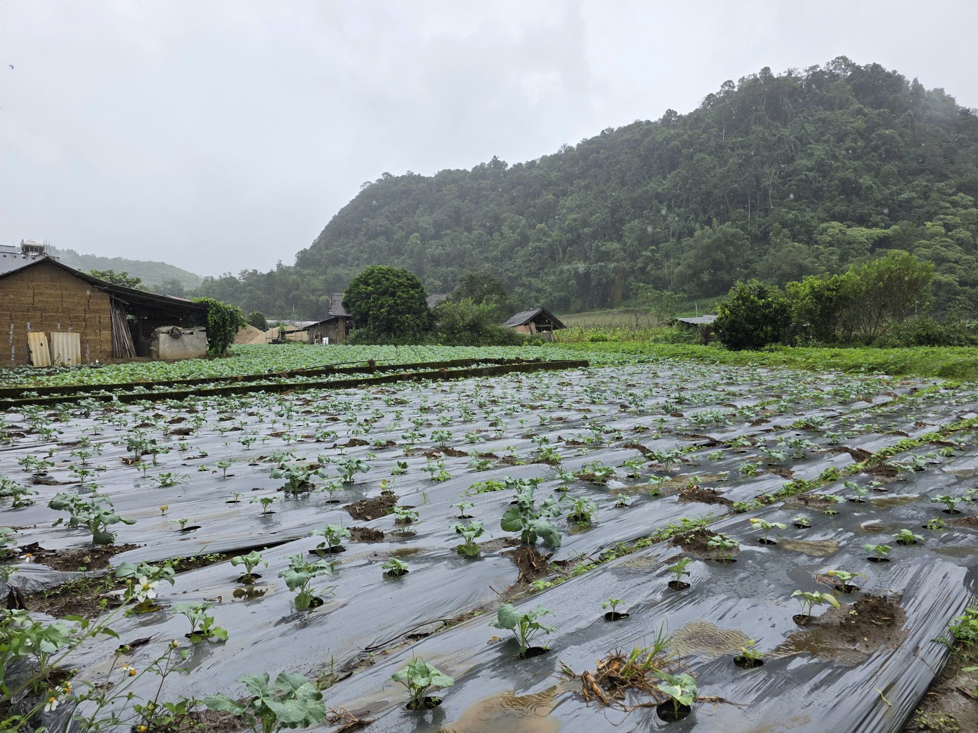 Những luống rau được phủ nilon để giữ ẩm, hạn chế cỏ dại. Ảnh: Tú Thành.