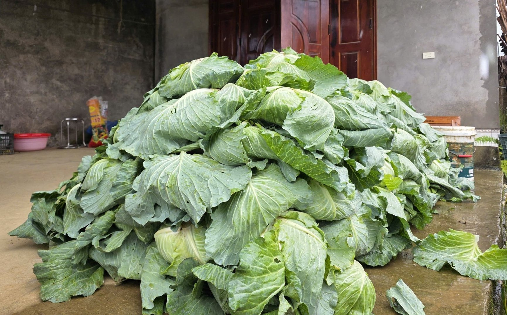 Bắp cải vừa thu hoạch của gia đình bà Trần Thị Mấy (thôn Bó Lách, xã Quản Bạ, Tuyên Quang). Ảnh: Tú Thành.
