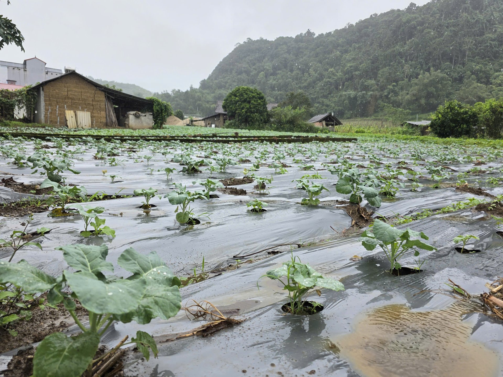Thời gian tới xã Quản Bạ tập trung phát triển nông nghiệp tuần hoàn, quy hoạch vùng rau tập trung, mỗi thôn bố trí 1 - 2 đầu mối thu mua, gắn sản xuất với du lịch trải nghiệm. Ảnh: Tú Thành.