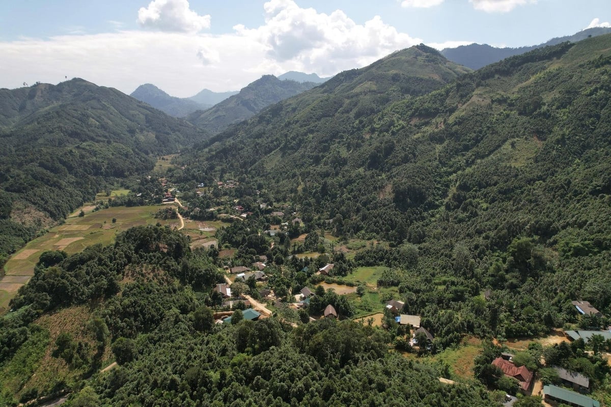 Kaneltrær dekker åsene i Vien Son. Foto: Thanh Tien. Cây quế phủ kín núi đồi Viễn Sơn. Ảnh: Thanh Tiến.