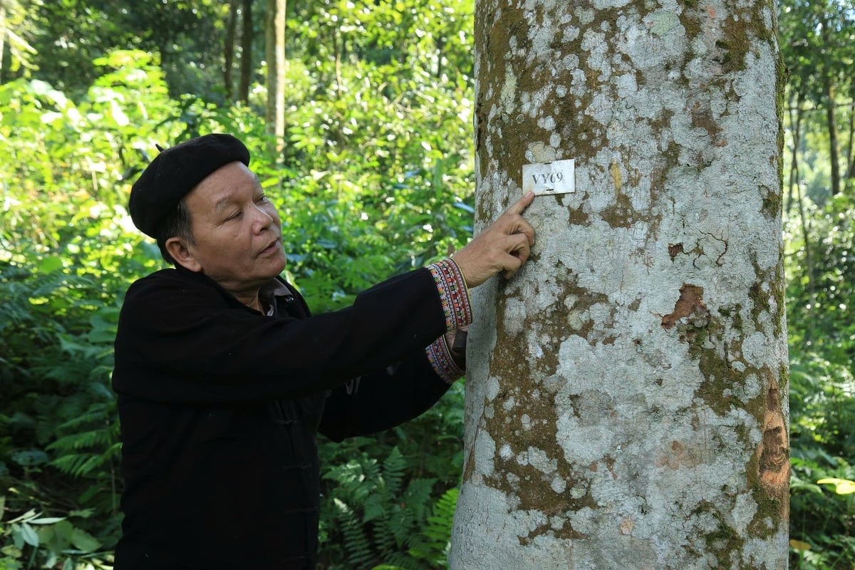 Herr Kim ved siden av et gammelt kaneltre plantet på 1980-tallet. Foto: Thanh Tien. Ông Kim bên cây quế cổ thụ trồng từ những năm 80. Ảnh: Thanh Tiến.