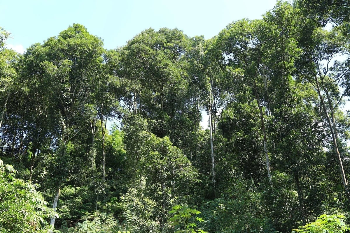 I Vien Son dyrker nesten alle husholdninger kanel. Foto: Thanh Tien. Ở Viễn Sơn gần như tất cả hộ dân đều trồng quế. Ảnh: Thanh Tiến.