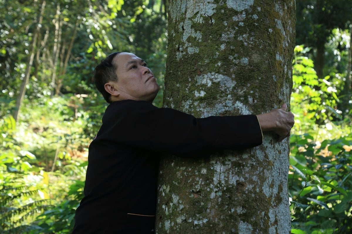 Et gammelt kaneltre som en voksen ikke kan klemme. Foto: Thanh Tien. Cây quế cổ thụ một người lớn ôm không xuể. Ảnh: Thanh Tiến.