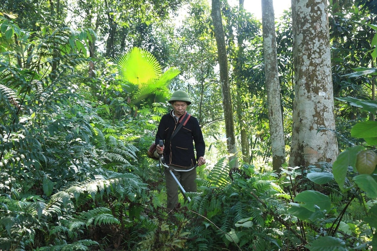Folk har fått for vane å lage økologisk kanel. Foto: Thanh Tien. Người dân đã hình thành thói quen làm quế hữu cơ. Ảnh: Thanh Tiến.