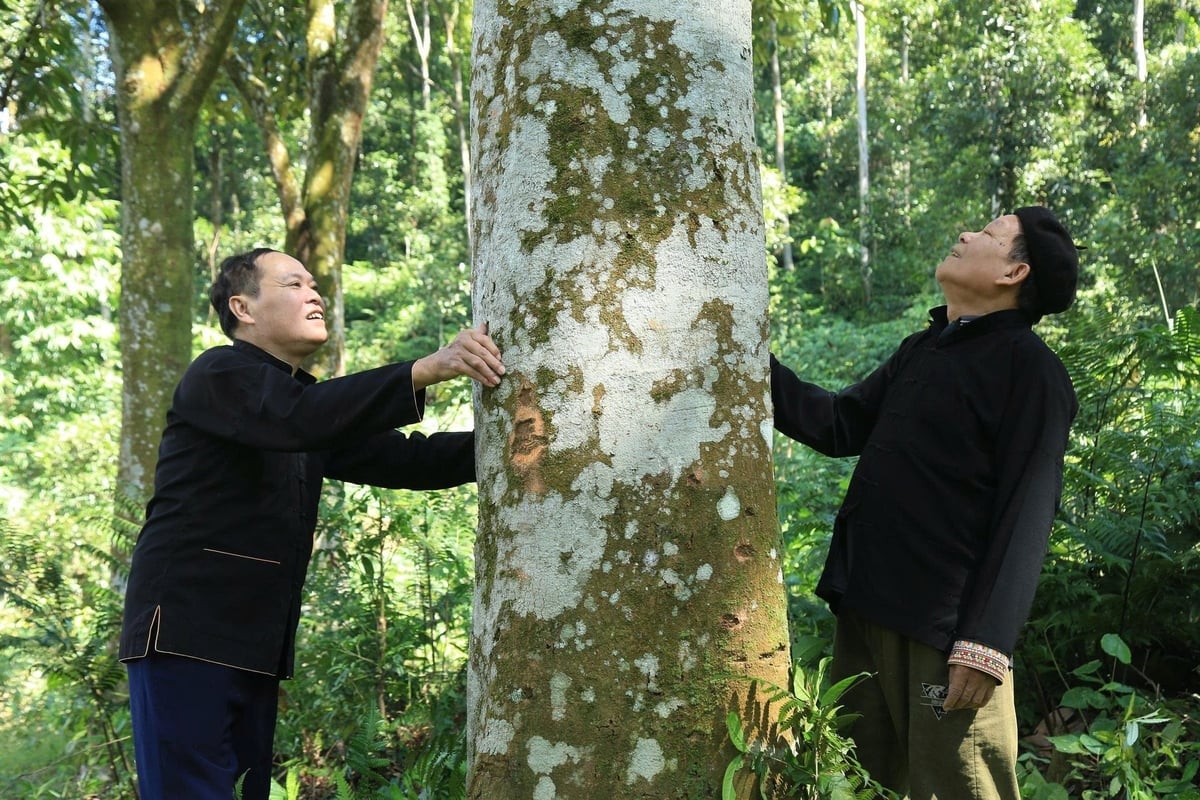 Dao-folket i Vien Son har vært knyttet til kaneltrær i mange generasjoner. Foto: Thanh Tien. Người Dao ở Viễn Sơn đã nhiều đời gắn bó với cây quế. Ảnh: Thanh Tiến.