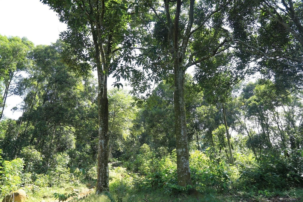 Xuan Ai kommune streber etter å ha 4000 hektar med økologisk kanel. Foto: Thanh Tien. Xã Xuân Ái phấn đấu có 4.000ha quế hữu cơ. Ảnh: Thanh Tiến.