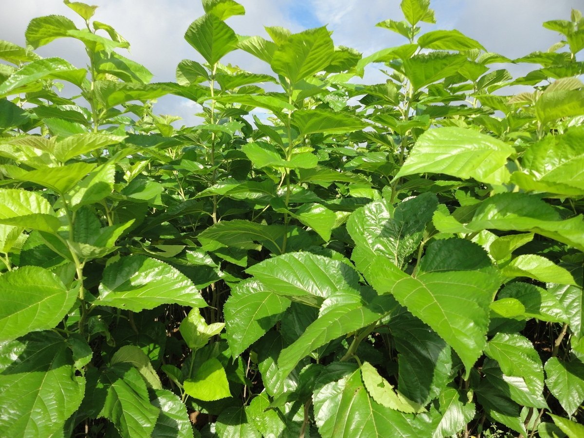 Giống dâu mới TBL-05 do Trung tâm Nghiên cứu Thực nghiệm Nông lâm nghiệp Lâm Đồng chọn tạo. Ảnh:V.Đ.T.