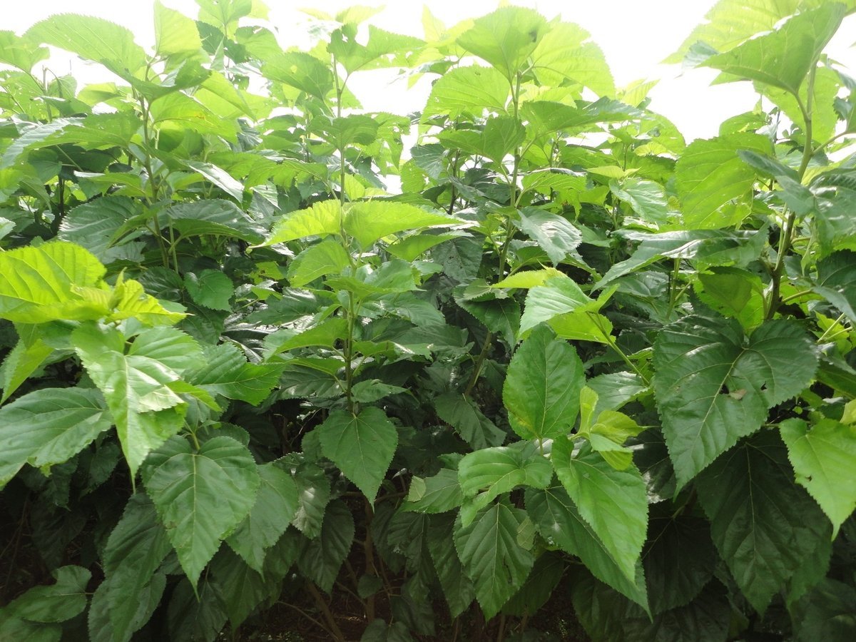 Giống dâu mới TBL-03 do Trung tâm Nghiên cứu Thực nghiệm Nông lâm nghiệp Lâm Đồng chọn tạo. Ảnh: V.Đ.T.