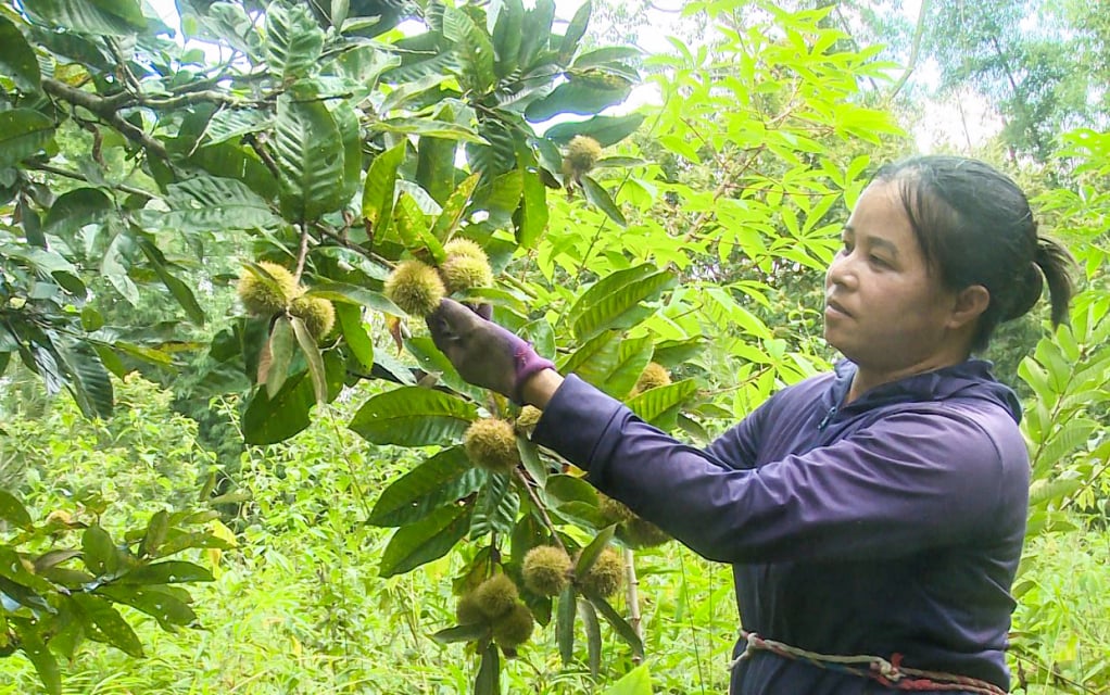 ការដាំដើមទ្រូងដែលផ្សាំដោយការថែទាំត្រឹមត្រូវនឹងផ្តល់ទិន្នផល 20 - 25 quintals of the chestnuts/ha ខ្ពស់ជាងការដាំដើមទ្រូងពីគ្រាប់។