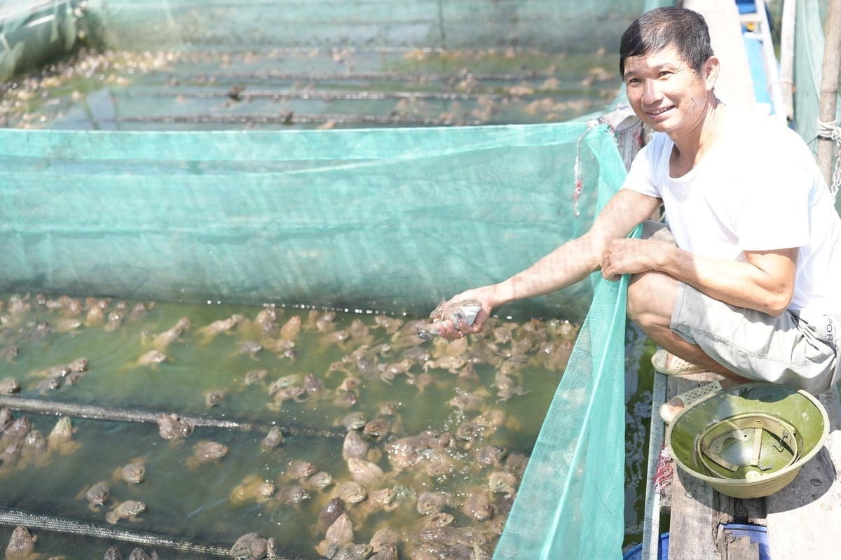 លោក Nguyen Van An នៅភូមិ Cho ឃុំ Nha Nam ខេត្ត Bac Ninh ជាម្ចាស់ទ្រុងកង្កែបចំនួន 28 ក្បាល ដែលរកចំណូលបានរាប់រយលានដុងក្នុងមួយឆ្នាំៗ។ រូបថត៖ Pham Minh។ Anh Nguyễn Văn An ở thôn Chợ, xã Nhã Nam, tỉnh Bắc Ninh làm chủ 28 lồng ếch, thu lợi hàng trăm triệu đồng mỗi năm. Ảnh: Phạm Minh.