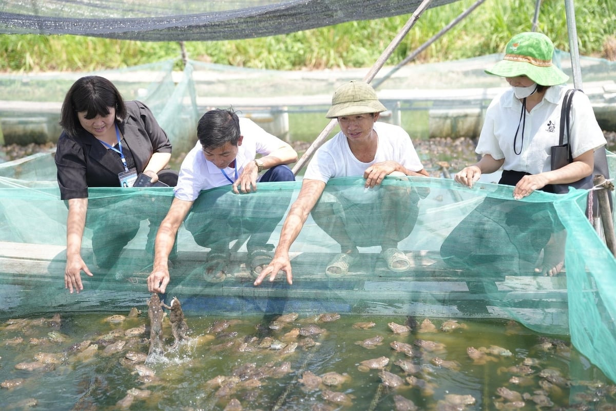 លោក ង្វៀន វ៉ាន់អាន ចែករំលែកបទពិសោធន៍របស់គាត់ថា៖ 'ការកំណត់ទាន់ពេលគឺជាគន្លឹះ មួយជំហានយឺតនឹងនាំឱ្យខាតបង់'។ រូបថត៖ Pham Minh។ Anh Nguyễn Văn An chia sẻ kinh nghiệm: 'San lồng đúng lúc là mấu chốt, chậm một nhịp là hao hụt'. Ảnh: Phạm Minh.