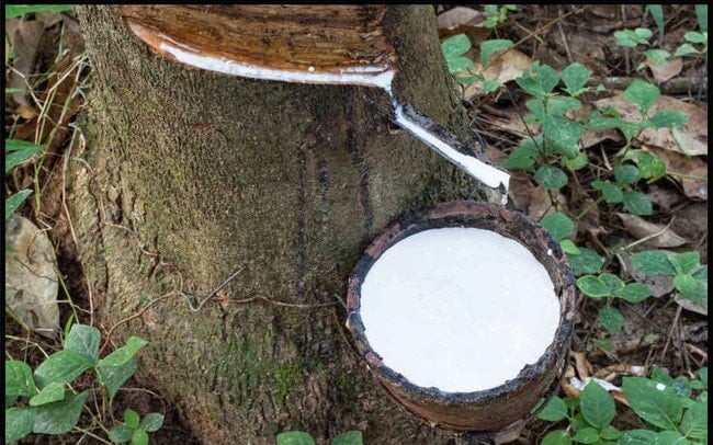 מחיר הגומי היום 11/5 השוק האסייתי שקט, הביקוש הסיני נחלש