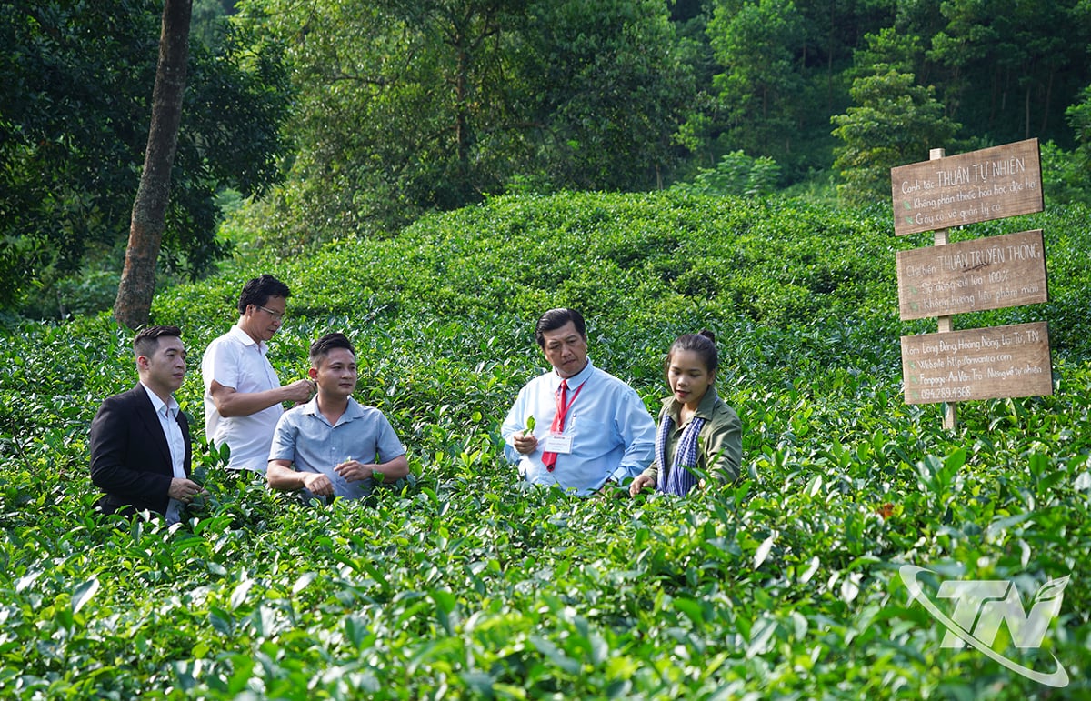 ສະມາຊິກສະໂມສອນ SBC Dai Viet ໄດ້ໄປຢ້ຽມຢາມສວນປູກຊາຂອງສະຫະກອນ ອານວັນຈ່າ.