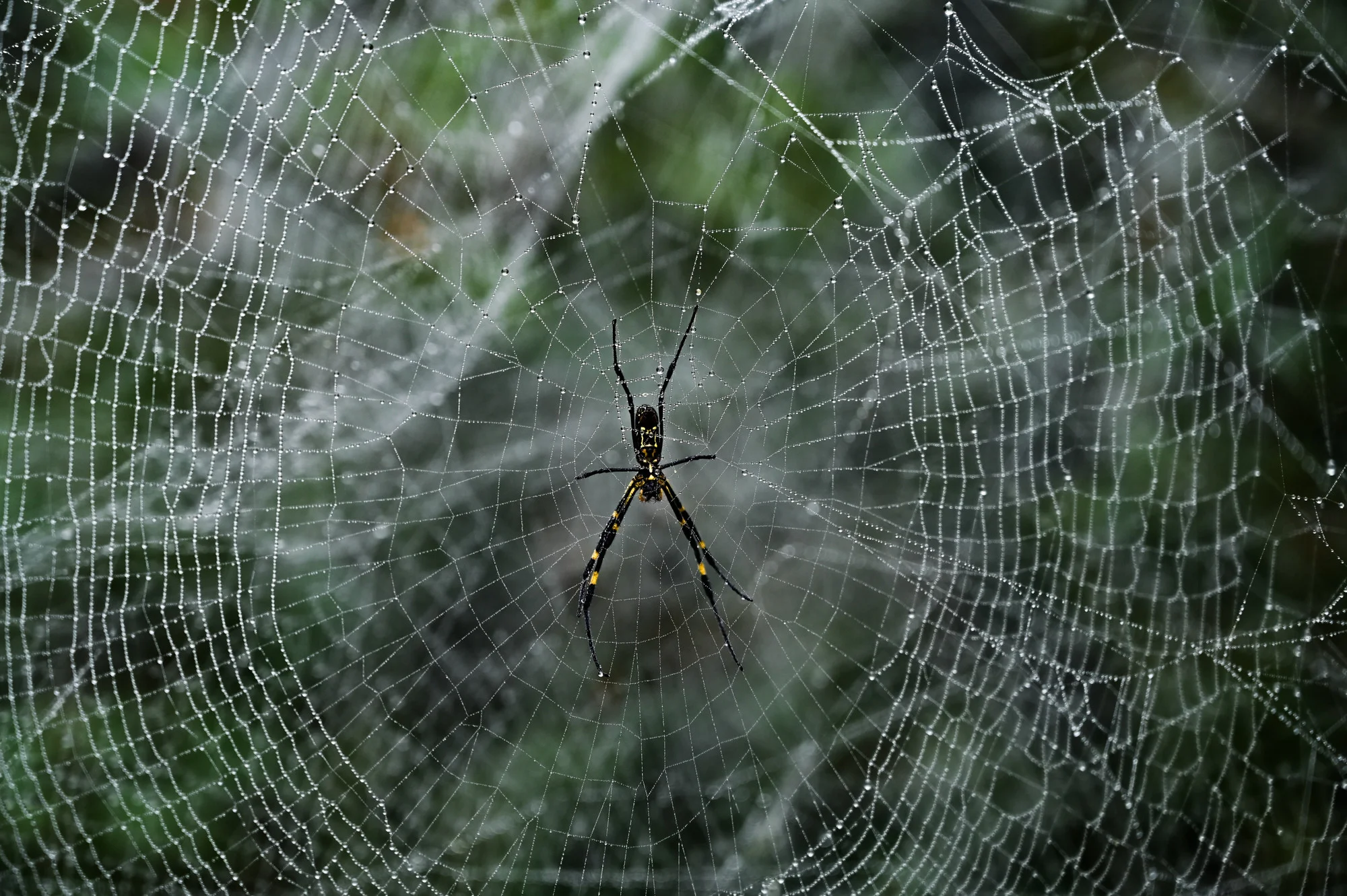 ແຕະເມກ Lao Than