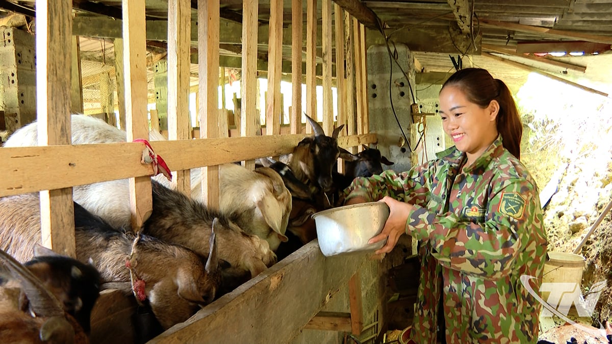 Ibu Ma Thi Diu,  di Desa Phieng Duong (Kelurahan Yen Binh) mengurus kawanan kambing untuk keluarganya.