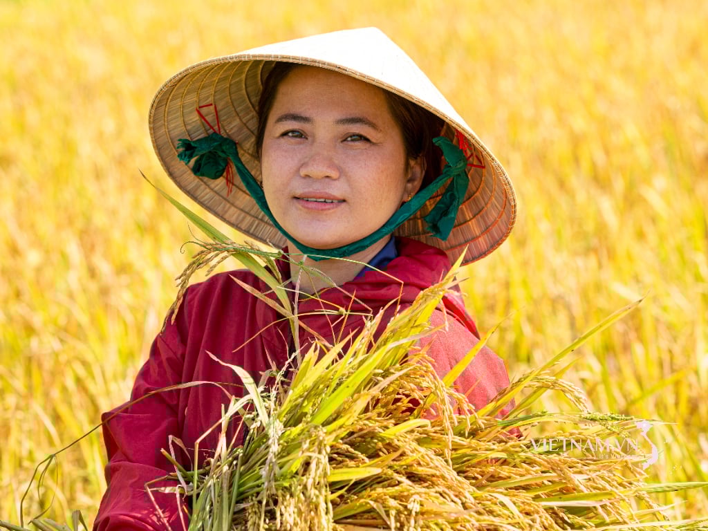 Những hạt vàng no ấm