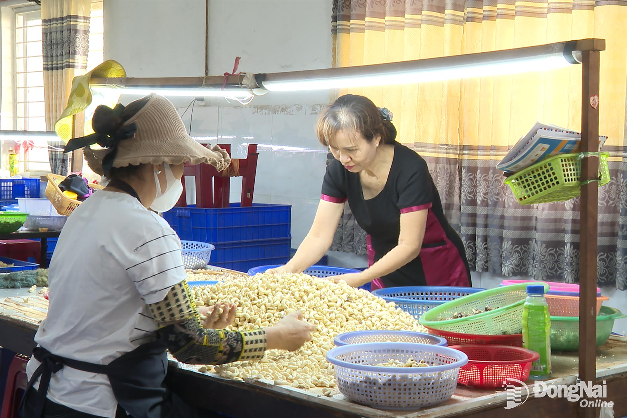 Nguyen Thi Van Oanh asszony kalauzolja a munkásokat a kesudió válogatásában. Fotó: H. Luong