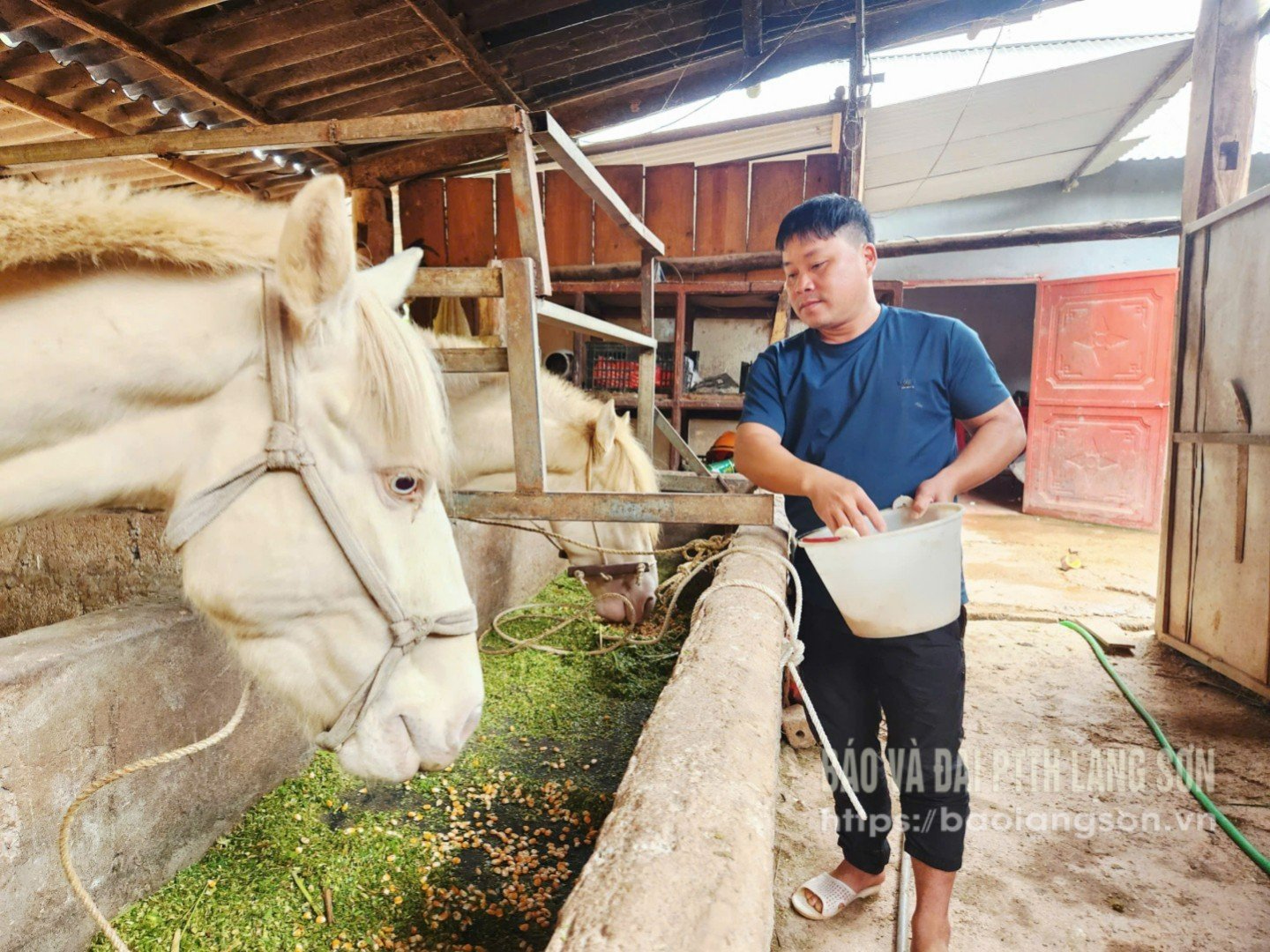 ຊາວ​ບ້ານ​ນາ​ທິ, ຕາ​ແສງ​ທົງ​ເຍີດ​ລ້ຽງ​ຝູງ​ມ້າ​ຂາວ.
