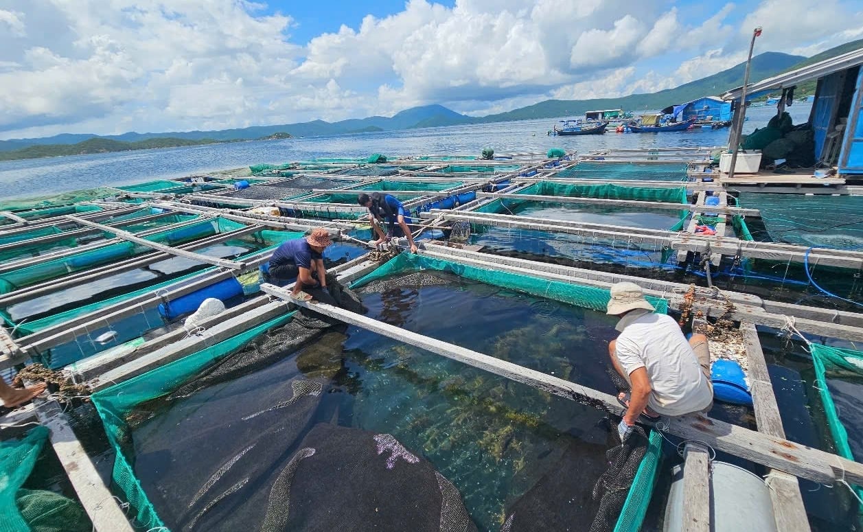 La provincia de Khanh Hoa está implementando medidas para responder a la tormenta Kalmaegi (tormenta n.° 13). Foto: Kim So. Tỉnh Khánh Hòa đang triển khai các biện pháp ứng phó bão Kalmaegi (bão số 13). Ảnh: Kim Sơ.